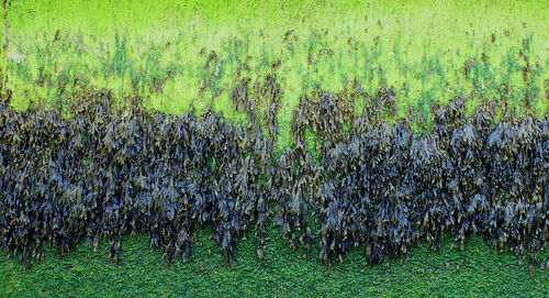 Scenic view of grassy field