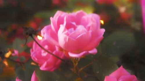 Close-up of pink flower blooming outdoors