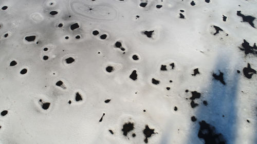 Full frame shot of leaves