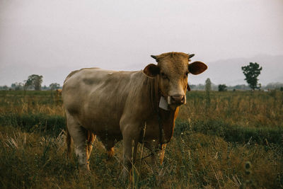 Cow standing in a field
