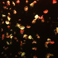 Close-up of jellyfish swimming in water