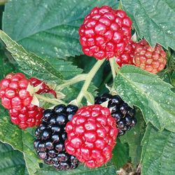 Close-up of strawberries growing on tree