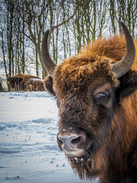 Portrait of a bisonnon snow covered field