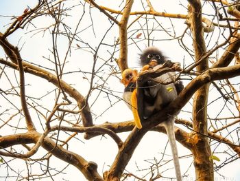 Low angle view of monkey on tree