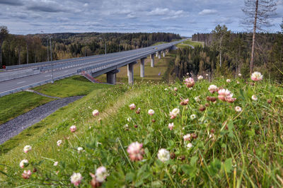 View of flowering plants on field against sky