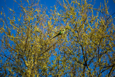 Low angle view of flowering tree against blue sky