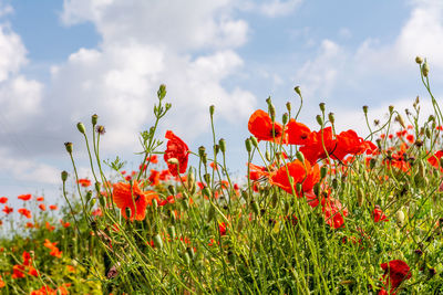 Close-up of red poppy flowers growing on field against sky