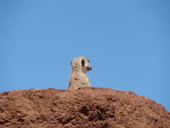 Bird sitting on rock against clear blue sky