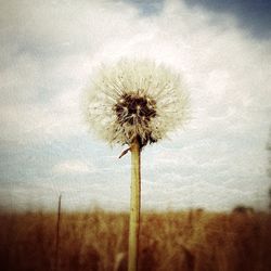 Close-up of dandelion