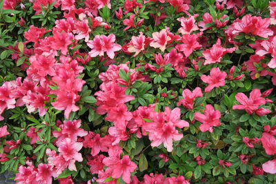 High angle view of pink flowering plants