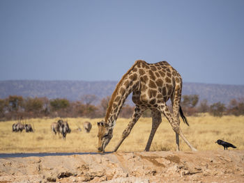 Giraffe grazing on land against sky
