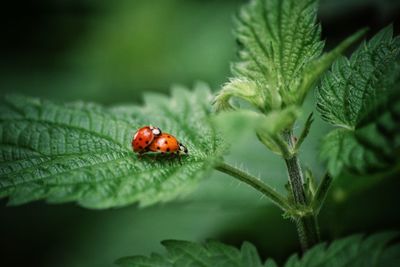 Close-up of ladybug on leaf