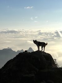 Silhouette horse standing on rock against sky