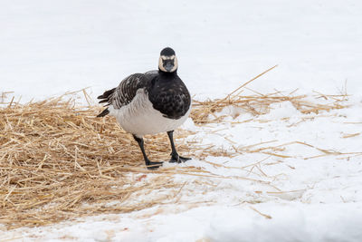 Bird perching on a snow