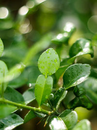 Close-up of leaves