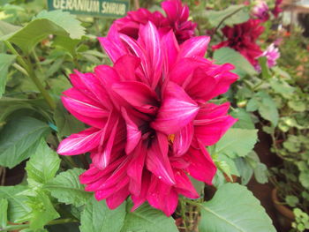 Close-up of flowers blooming outdoors