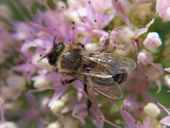 Close-up of bee pollinating on pink flower