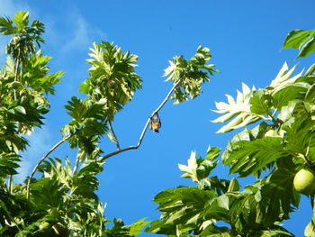 Low angle view of trees against blue sky