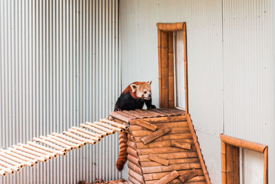 Red panda climbing up a zoo enclosure