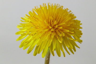 Close-up of yellow flower against white background