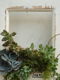 Close-up of potted plant against wall