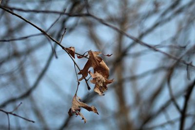 Close-up of dry leaves on branch