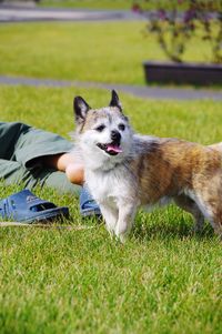 Portrait of dog in grass