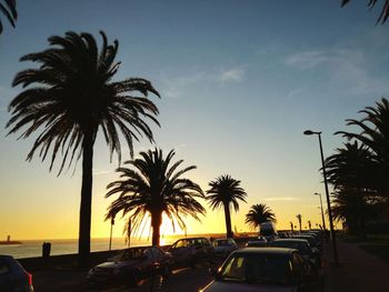 Silhouette palm trees on beach against sky during sunset