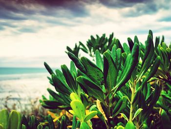 Close-up of plant growing on beach against sky