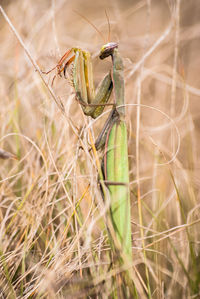 Close-up of insect on plant