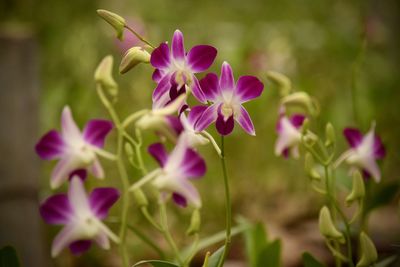 Close-up of purple flowering plant