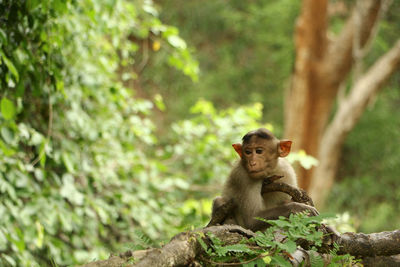 Monkey sitting on tree in forest