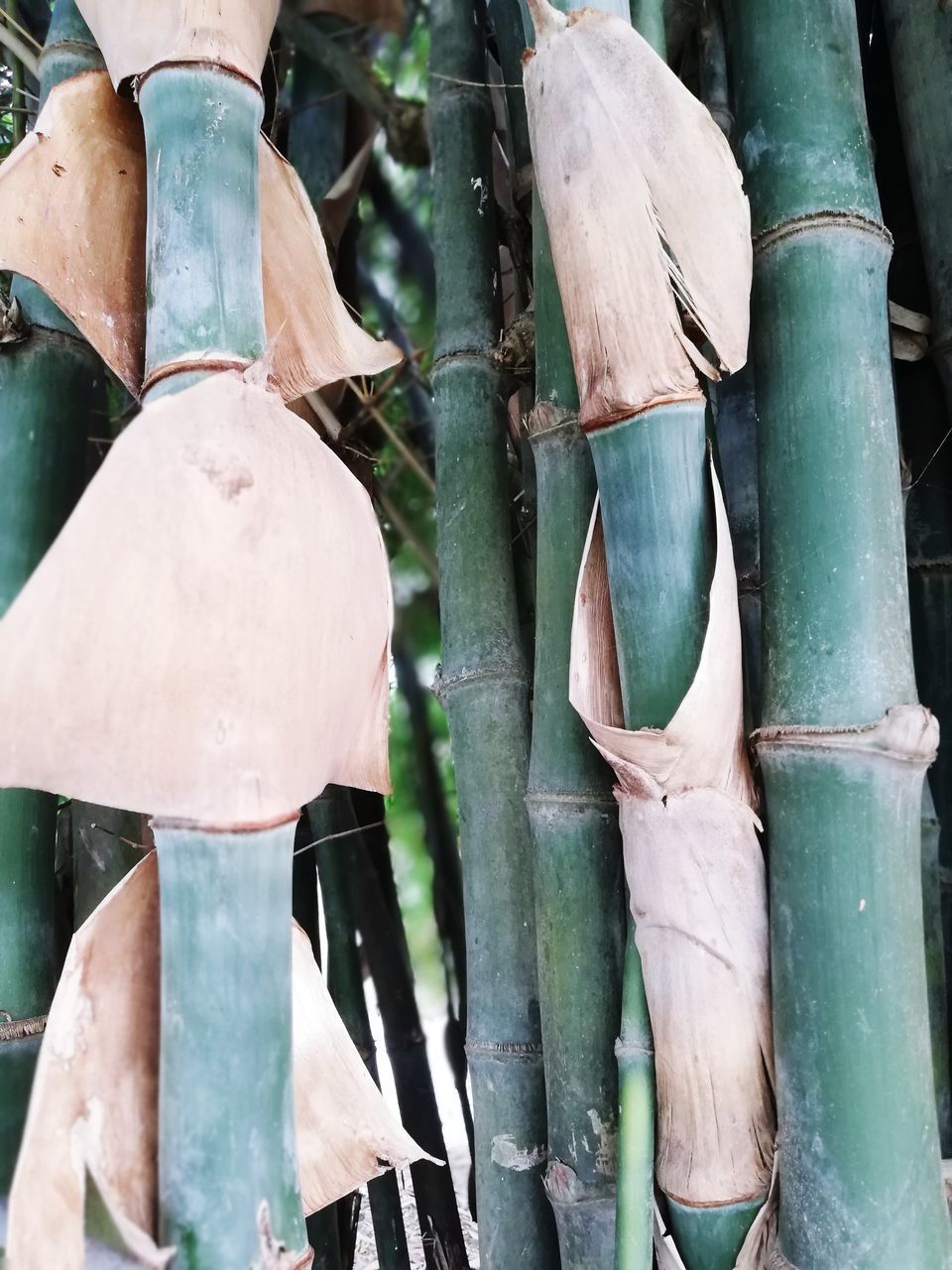 CLOSE-UP OF BAMBOO AGAINST THE WALL