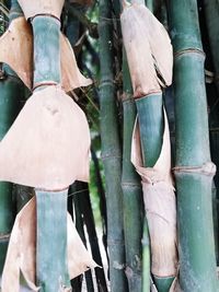 Close-up of bamboo for sale