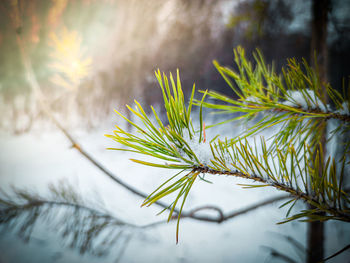 Close-up of pine tree