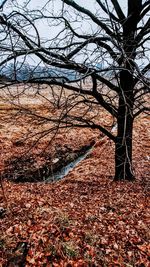 Bare tree in forest during autumn