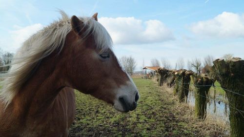 Horses on field