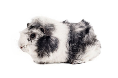 Close-up of a dog over white background