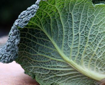 Close-up of fresh green plant