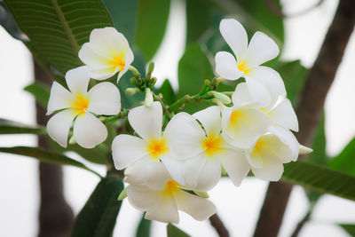 Close-up of white flowering plant