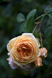 Close-up of rose flower