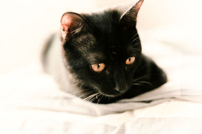 Close-up portrait of a cat