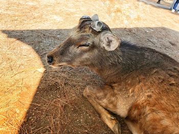 High angle view of animal on field