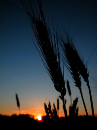 Close-up of silhouette tree against sky at sunset