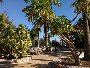 Low angle view of palm trees against clear sky