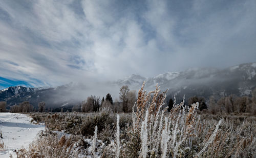 snow