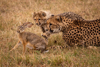 Family of cheetah playing with hare on field