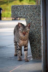 Portrait of cat sitting outdoors