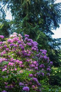 Flowers growing on tree