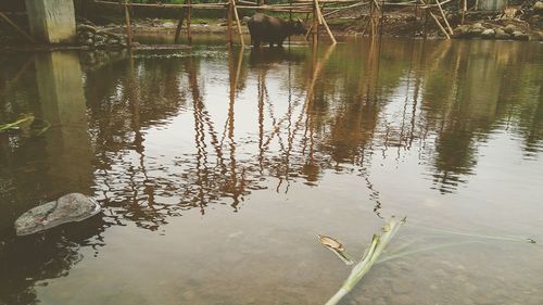 Close-up of plants in lake